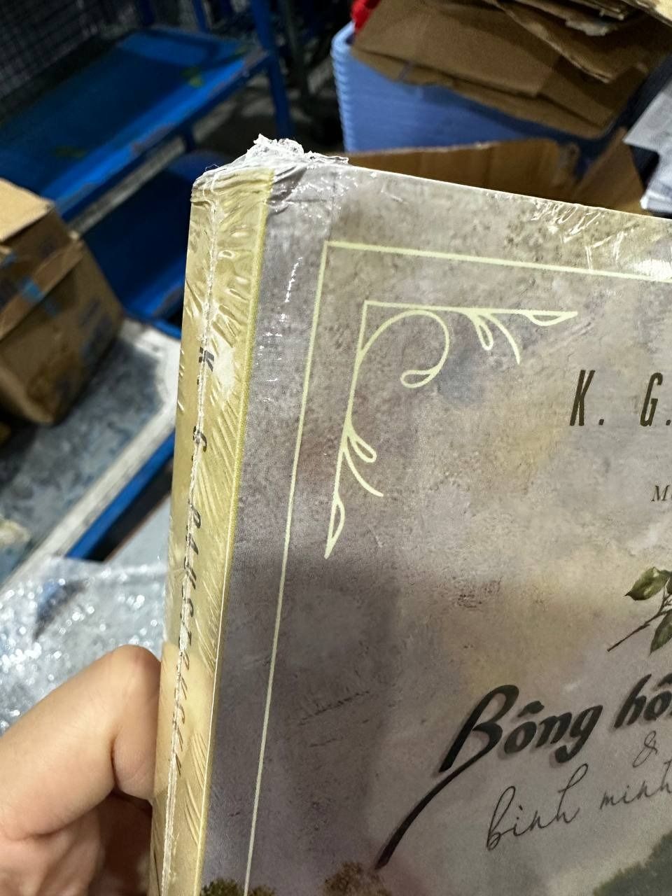 Bông hồng vàng   Bình minh mưa